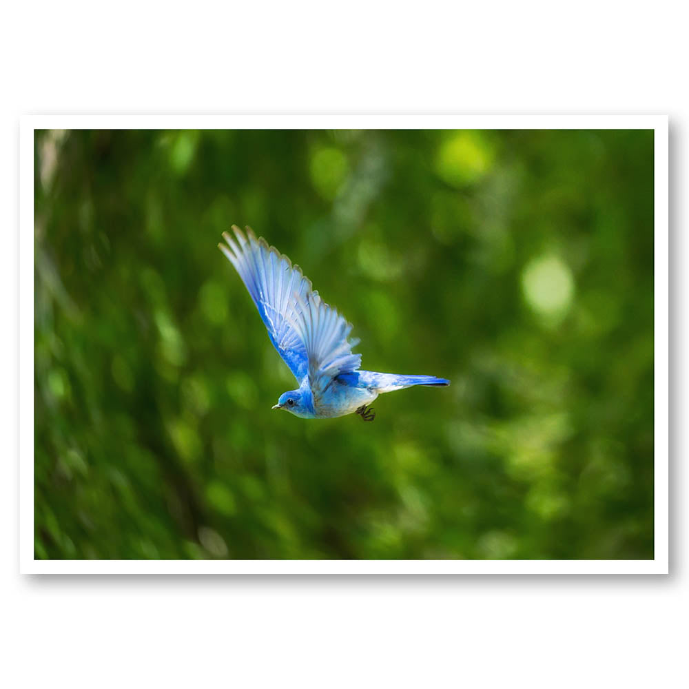 Flying Bluebird