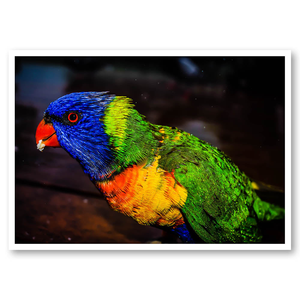 Rainbow Lorikeet