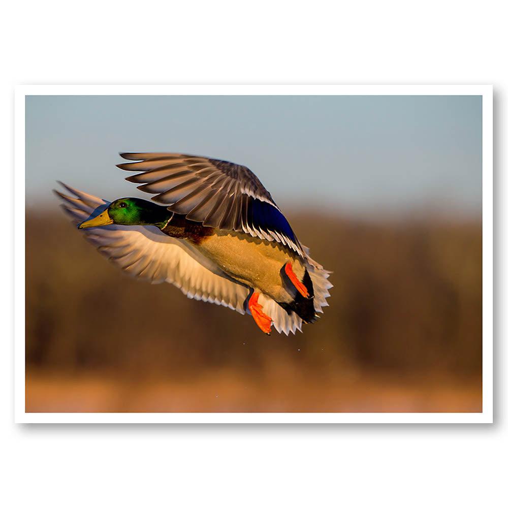 Flying Duck