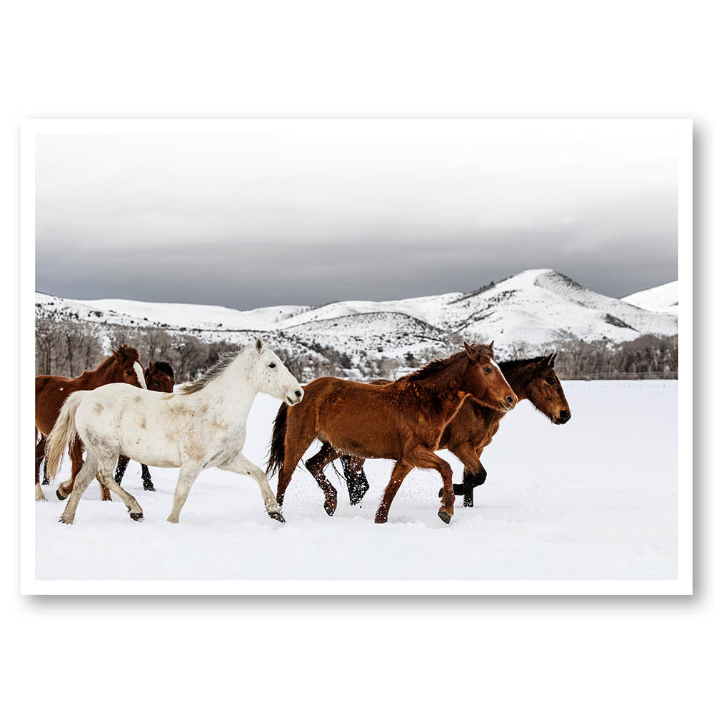 Winter Horse Bandits