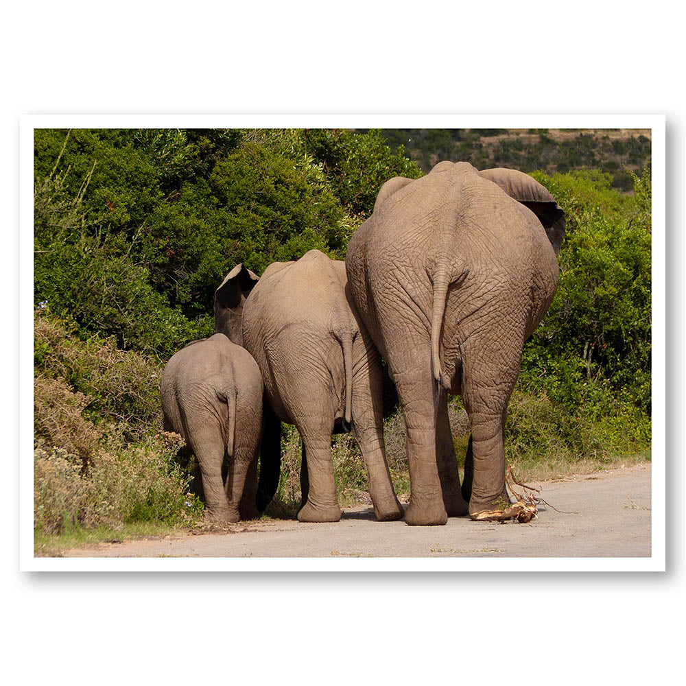 Elephant Bums