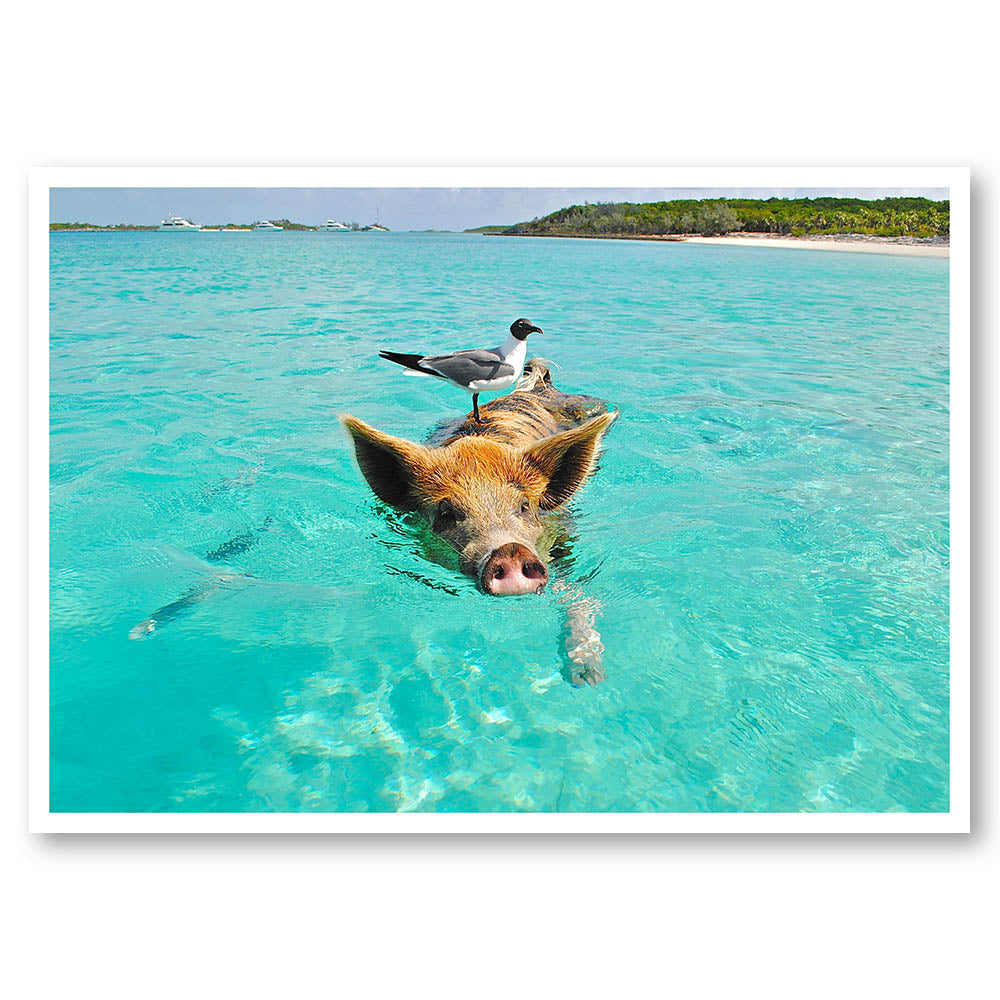 Swimming Hog and Friend