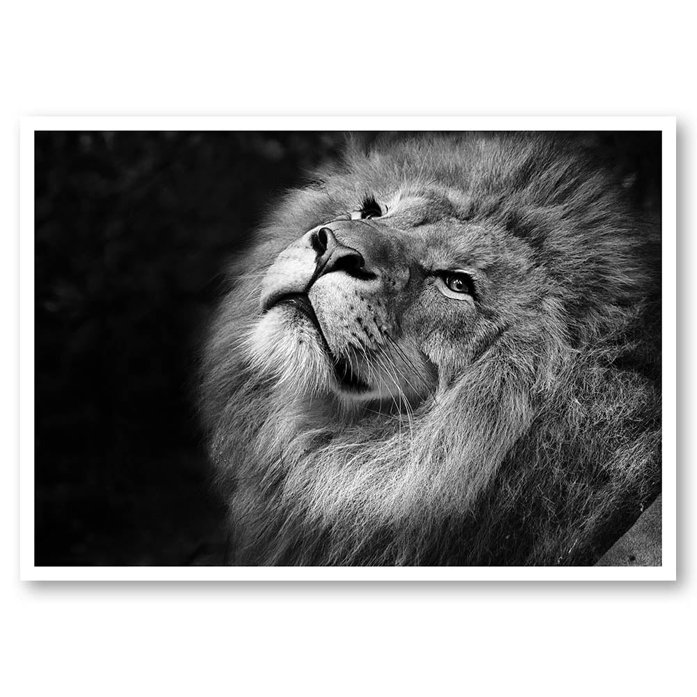 Lion Portrait