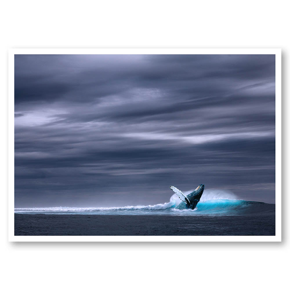 Breaching Storm Whale