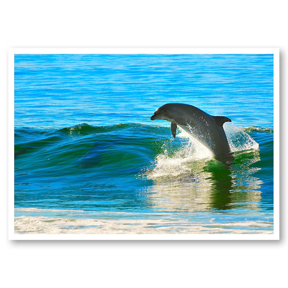Jumping Dolphin