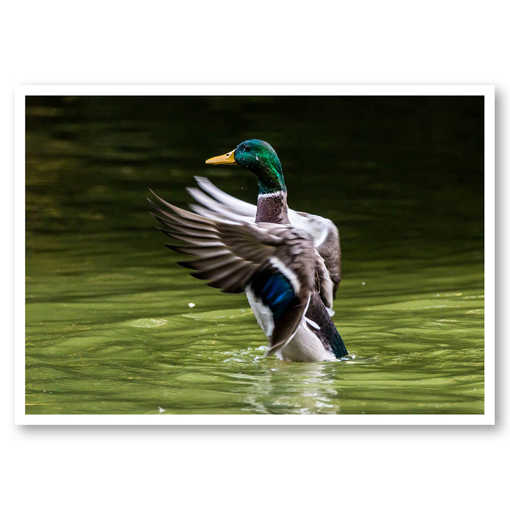Flapping about Duck