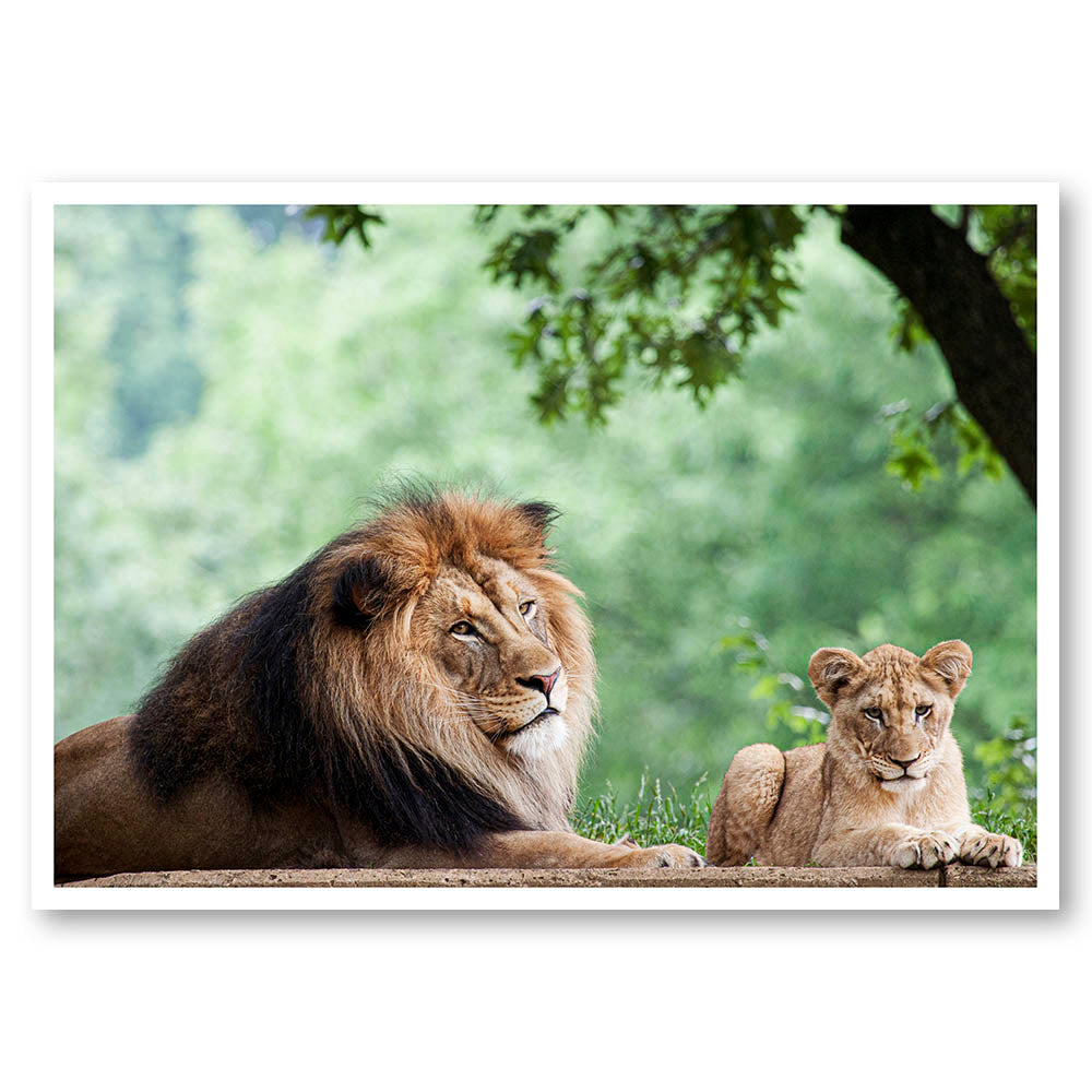 Lion and Cub