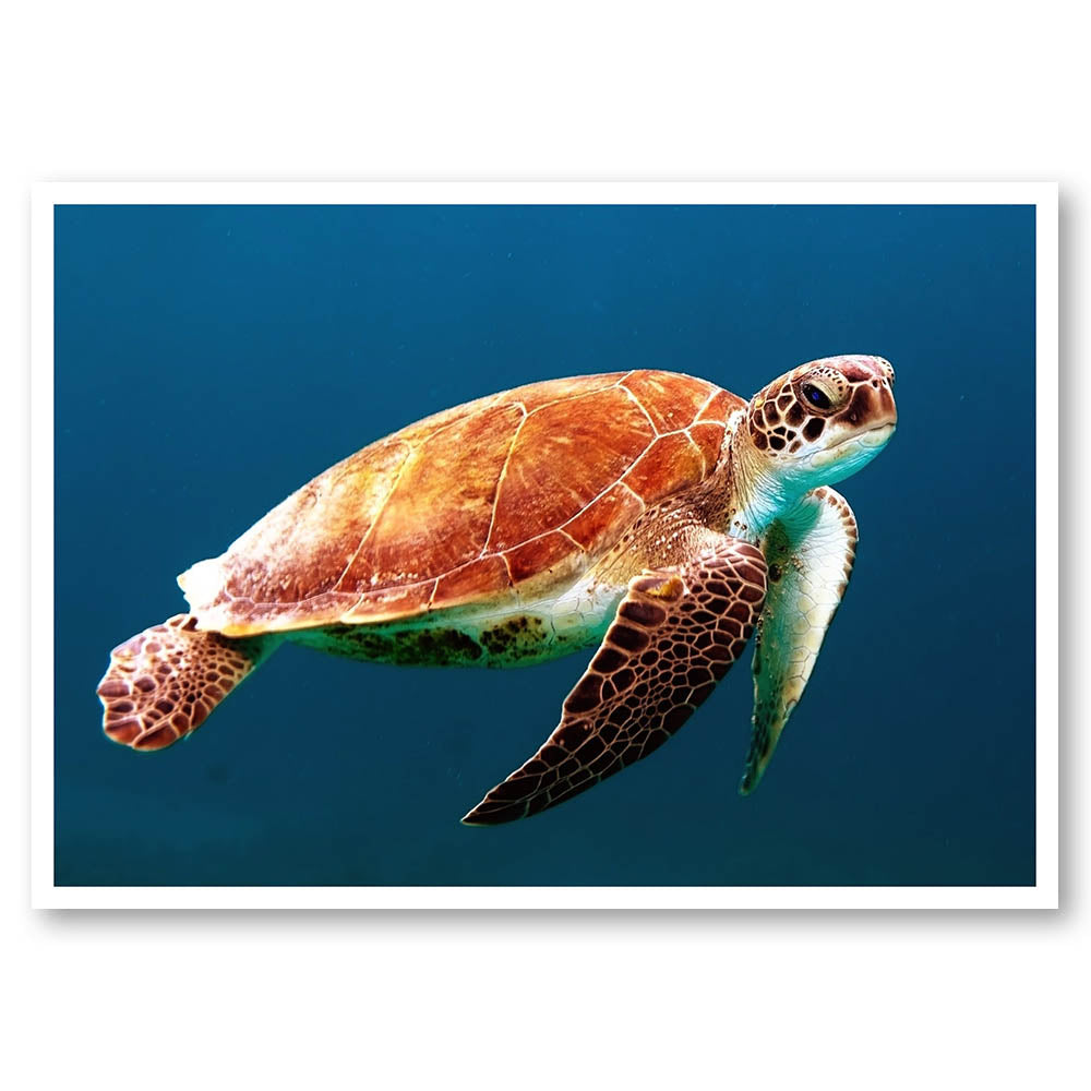 Tranquil Turtle