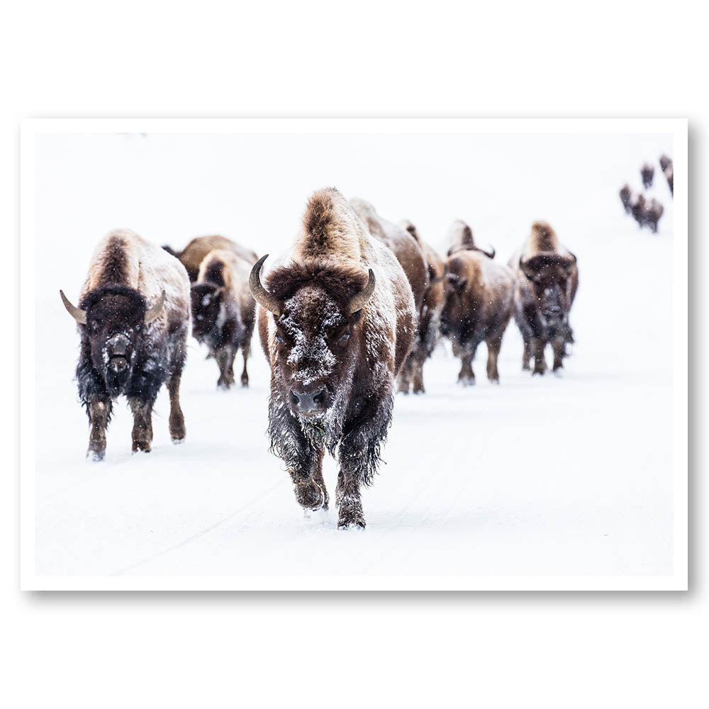 Winter Buffalo