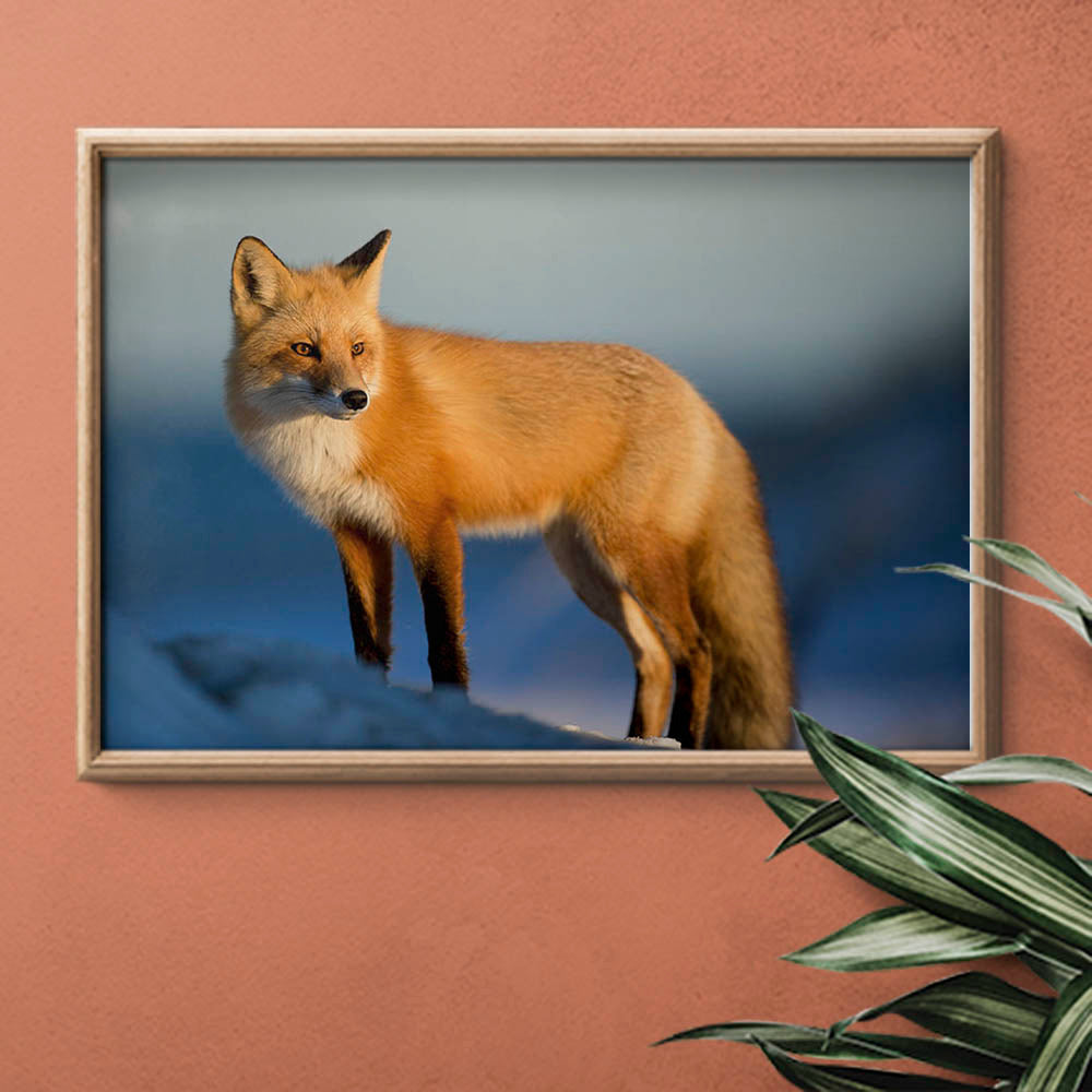 Winter Fox in the Light