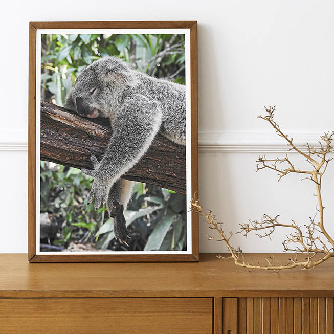 Lazing Koala