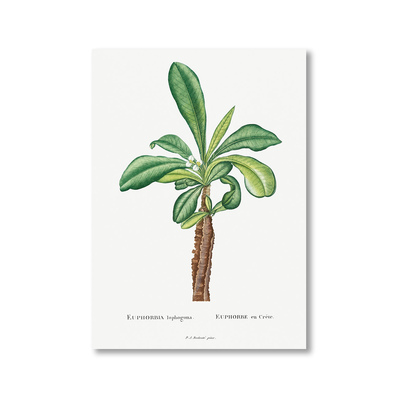 Euphorbia Lophogona by Pierre-Joseph Redoute