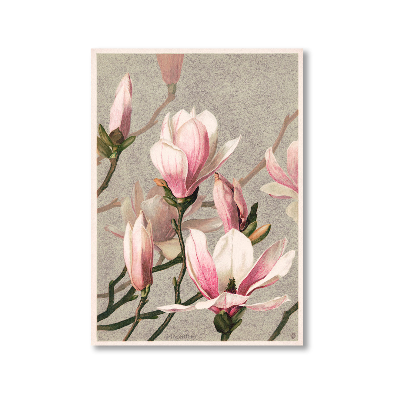 Magnolia