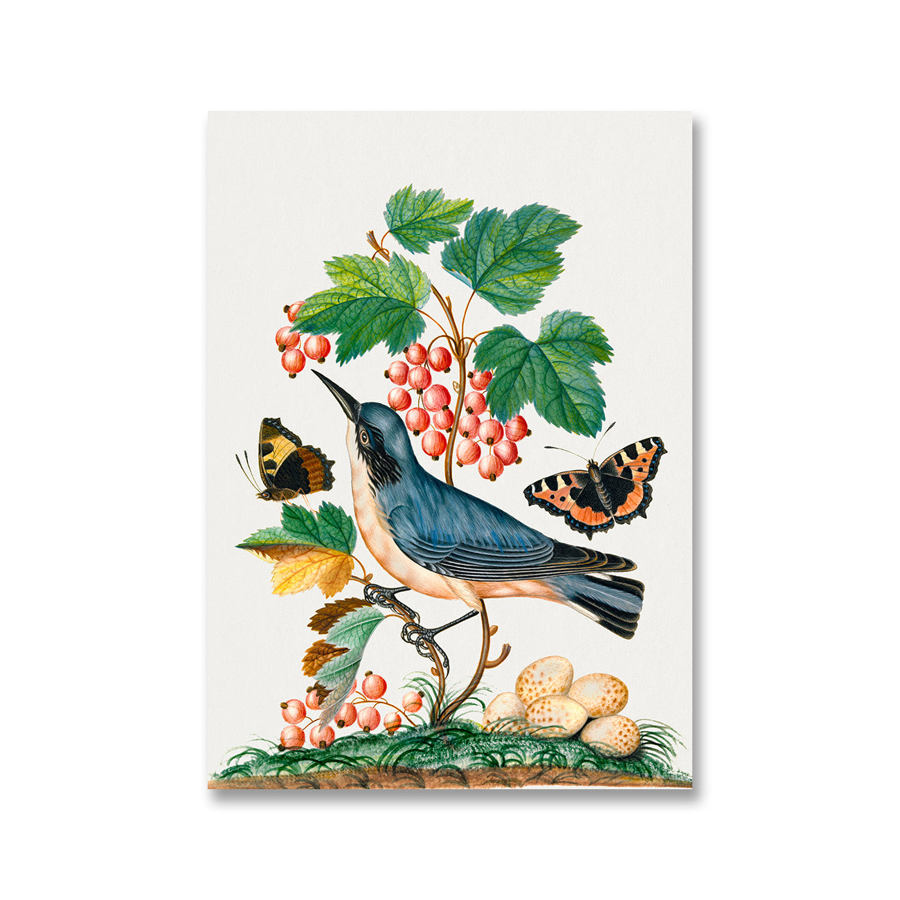 Subalpine warbler and eggs strawberry Red Admiral