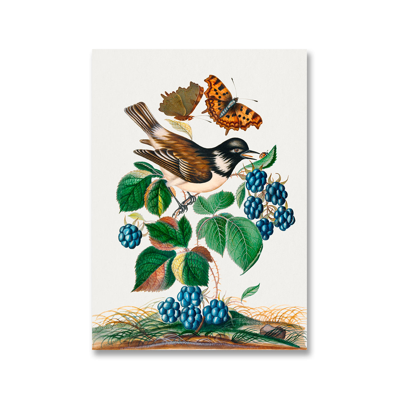 White-cheeked Starling and Seven-Spotted Ladybird Beetle