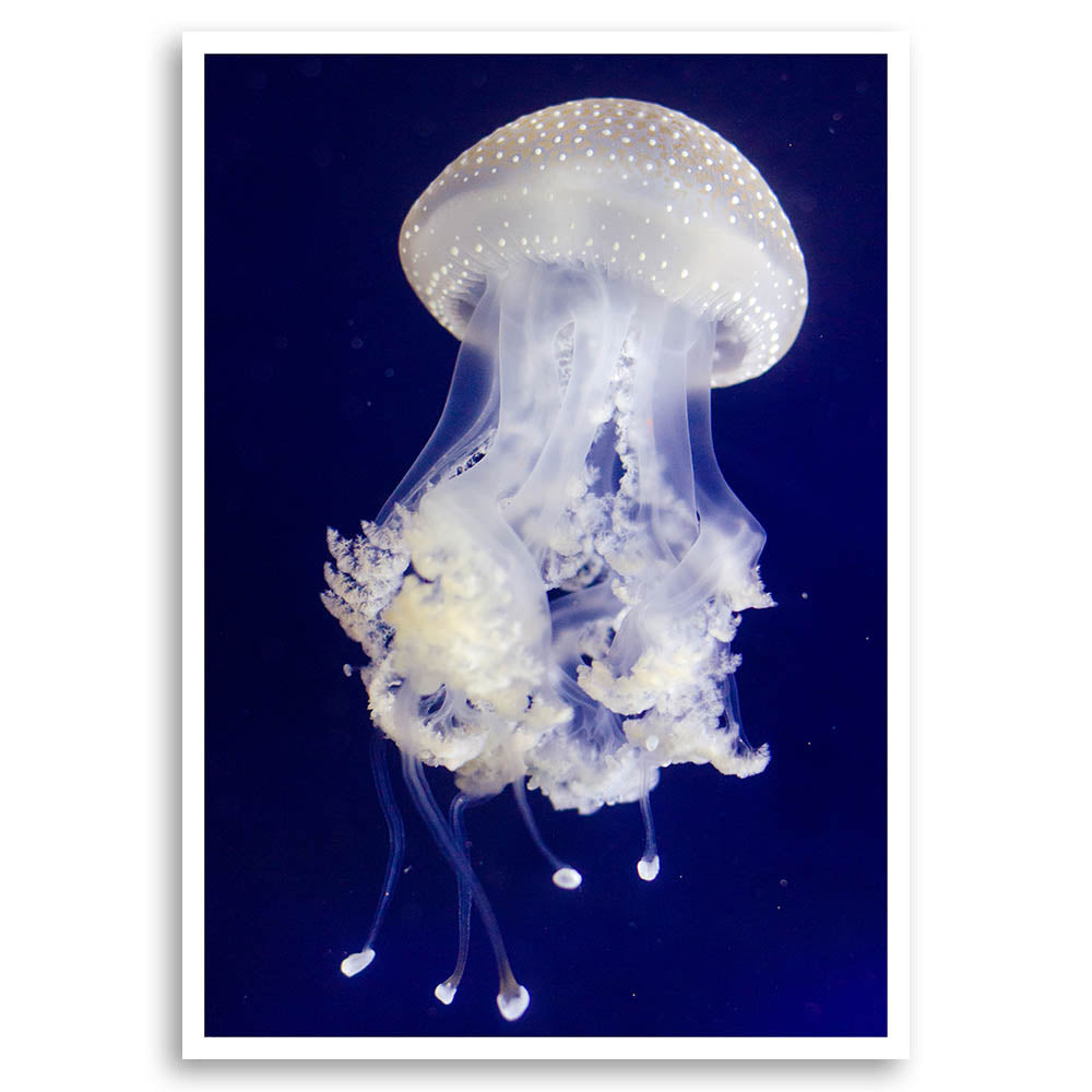 Translucent Jellyfish