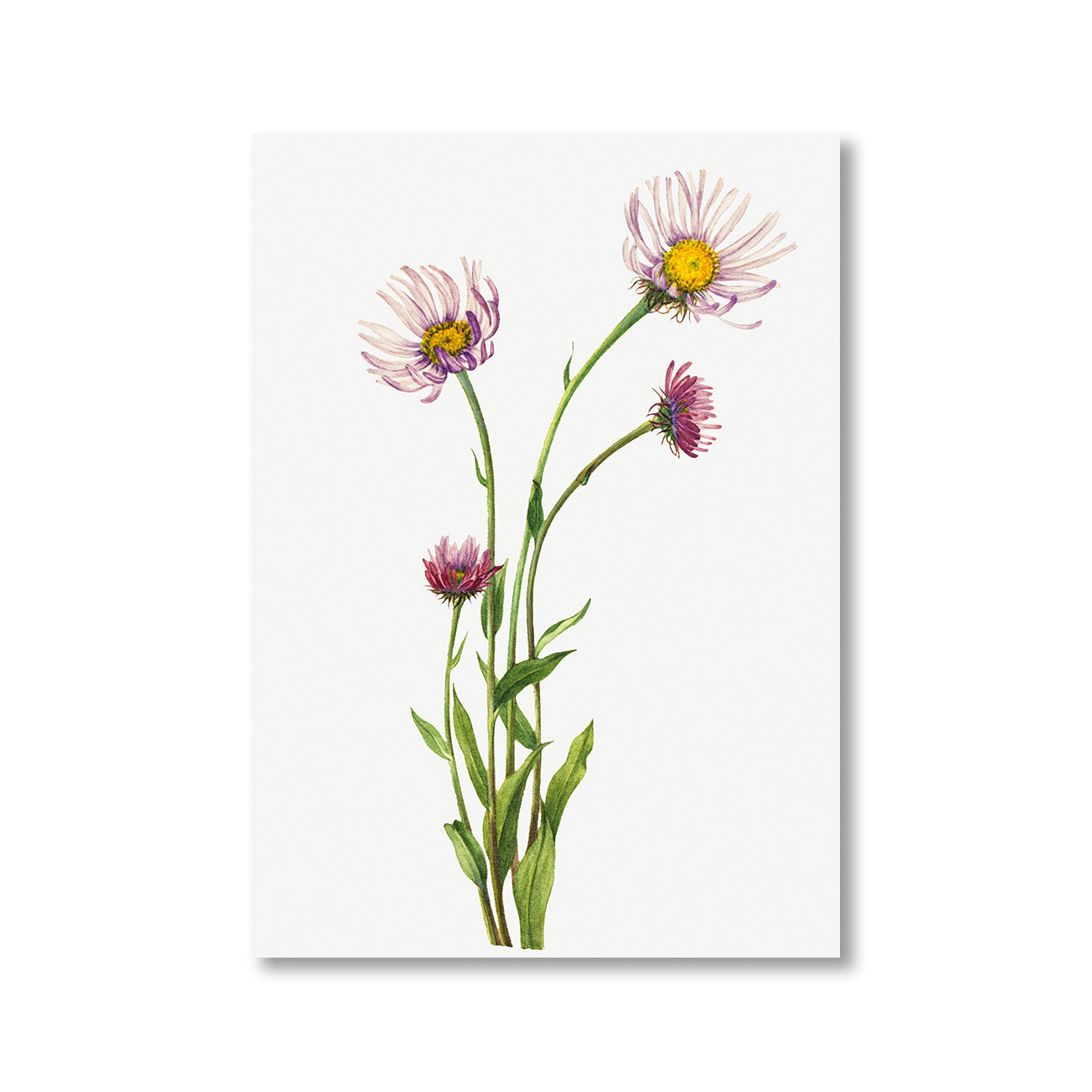 Alaska Fleabane Erigeron Salsuginosus by Mary Vaux Walcott