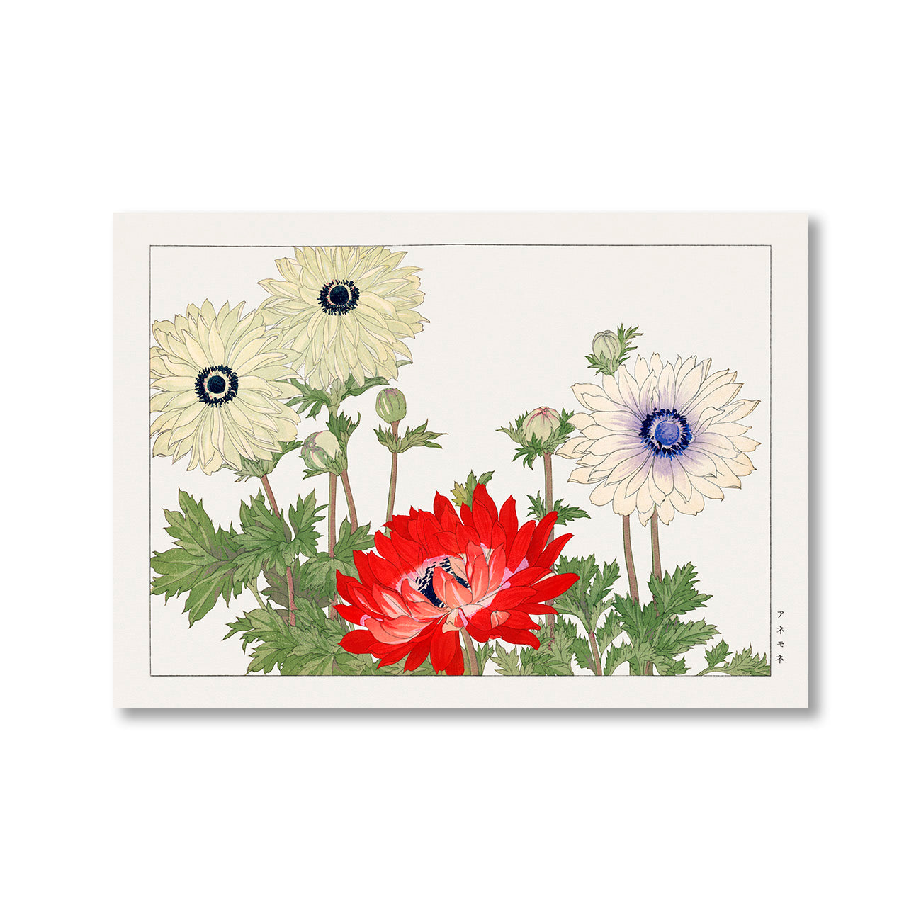 Anemone Flower by Tanigami Konan