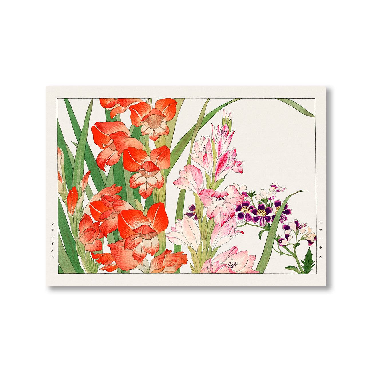 Gladiolus Schizanthus Flower by Tanigami Konan