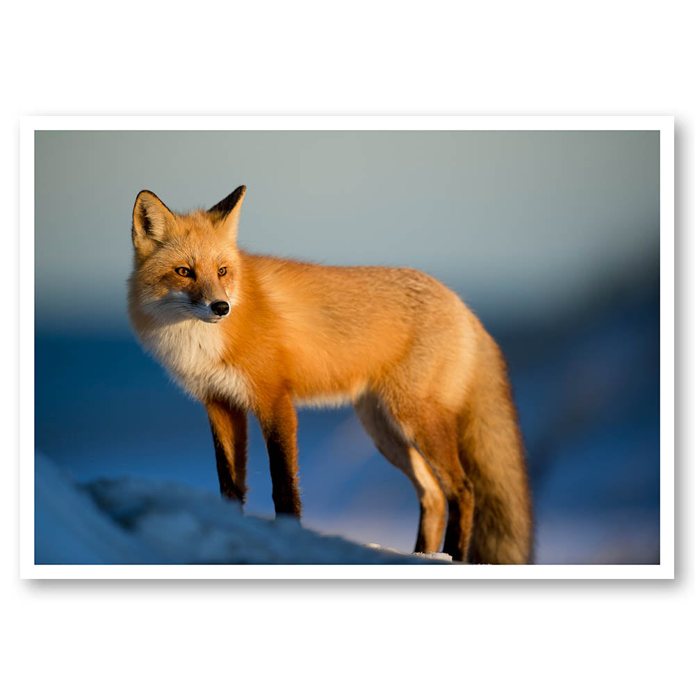 Winter Fox in the Light