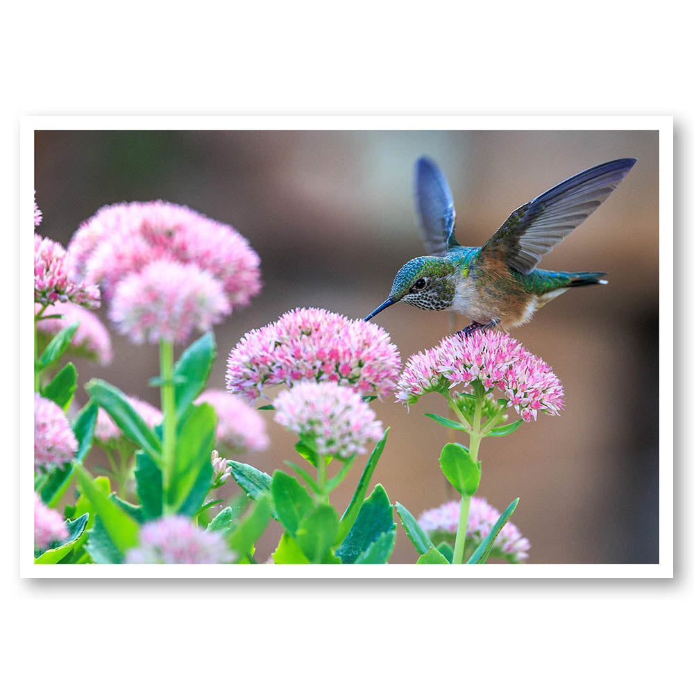 Hummingbird Life