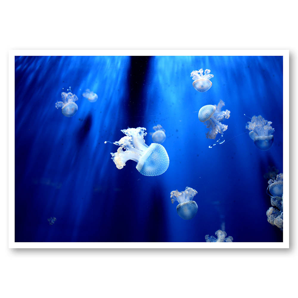 Floating Jellyfish