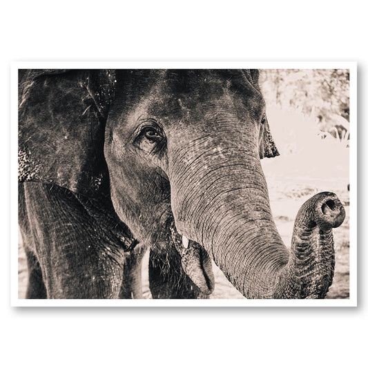 Elephant Portrait