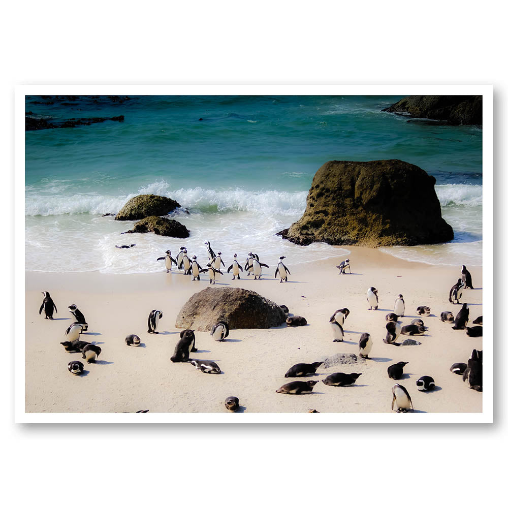 Penguin Life on the Shores