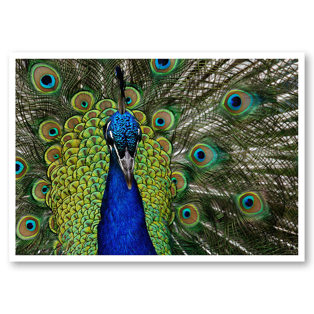 Colourful Peacock