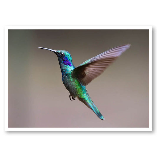Fluttering Hummingbird