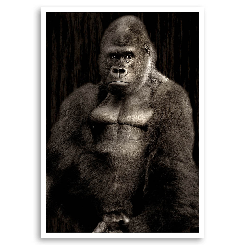 Gorilla Portrait