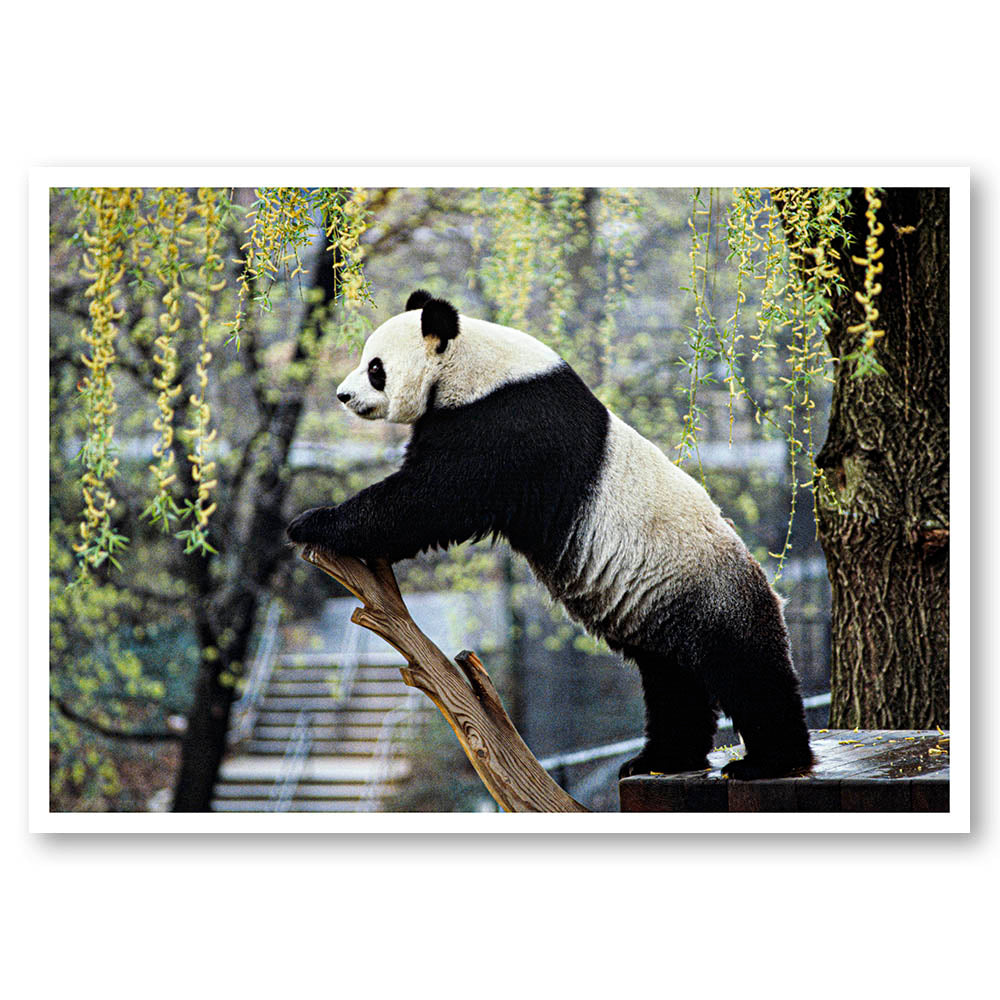 Playful Panda
