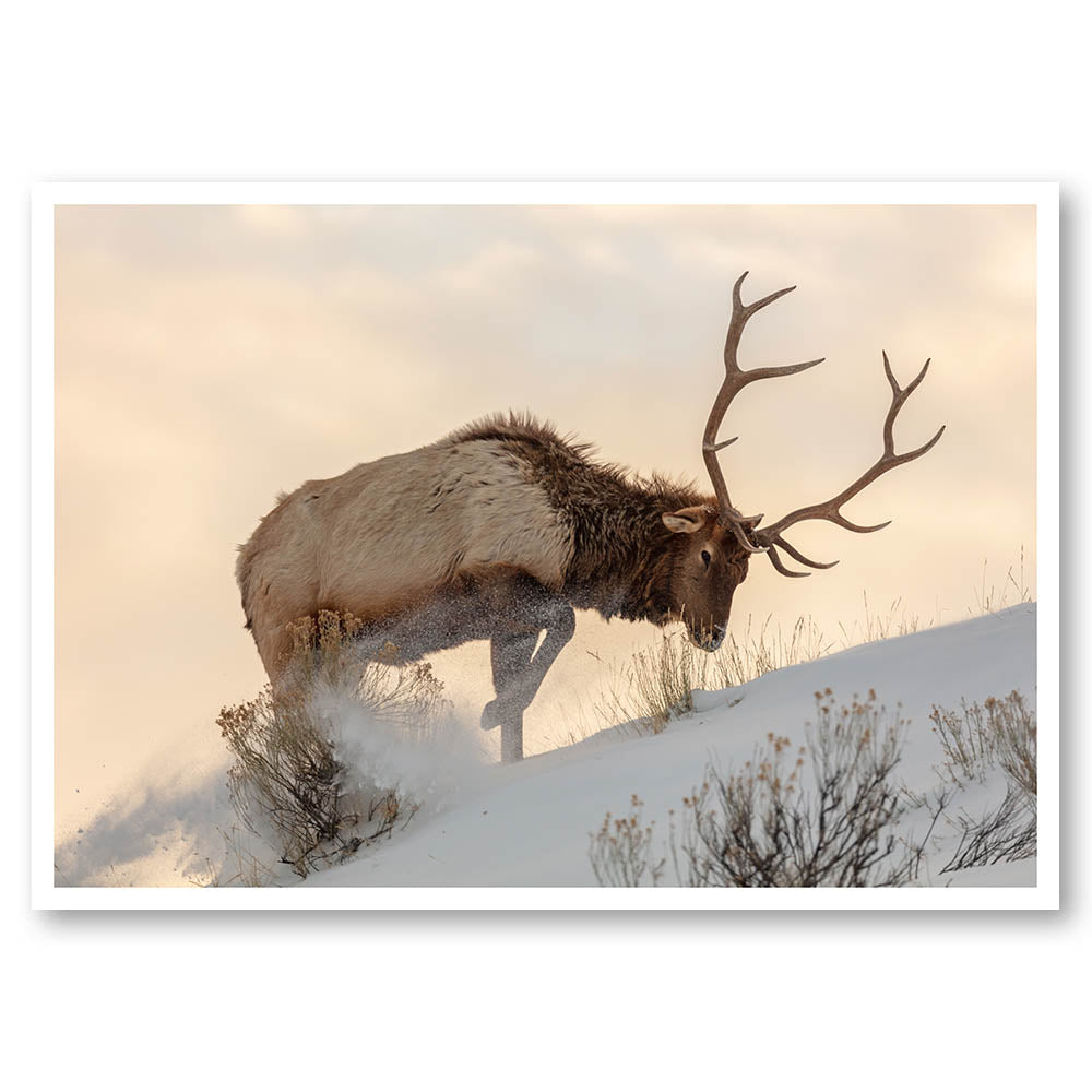 Winter Deer