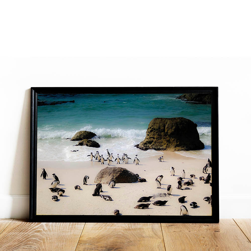 Penguin Life on the Shores