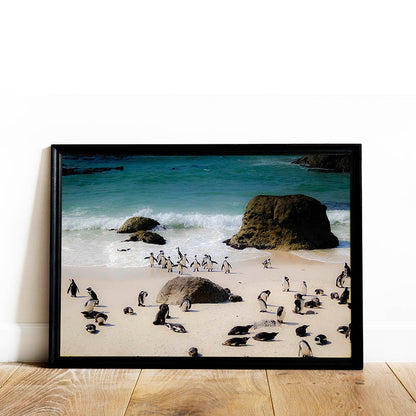 Penguin Life on the Shores