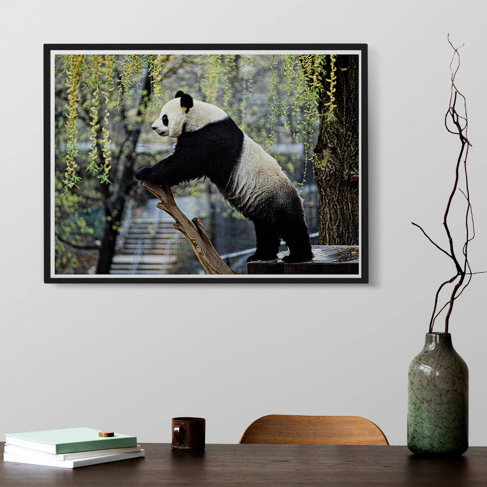 Playful Panda