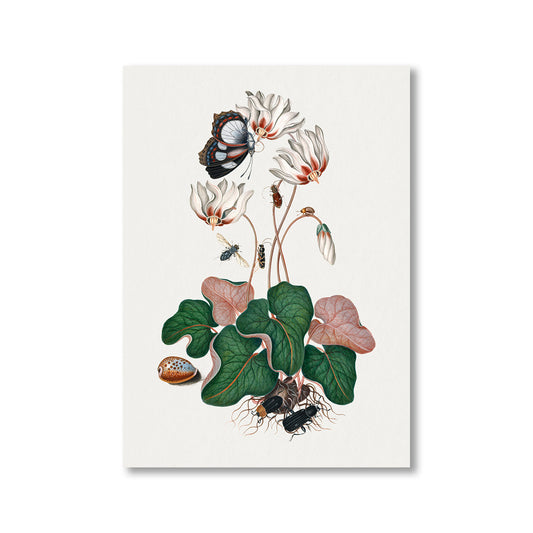 Cyclamen