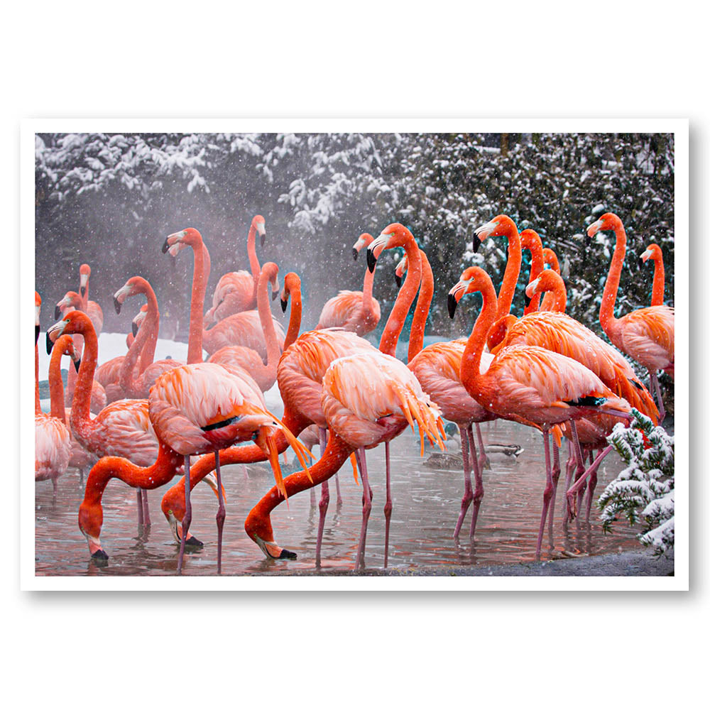Flamboyant Flamingoes