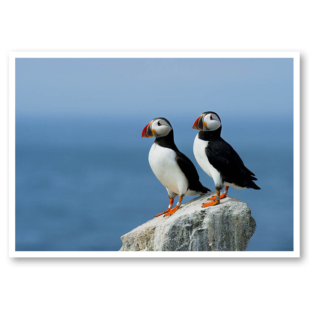 Puffins in the Sun