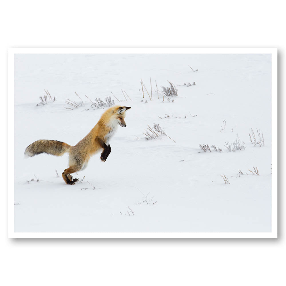 Winter Fox Hunting