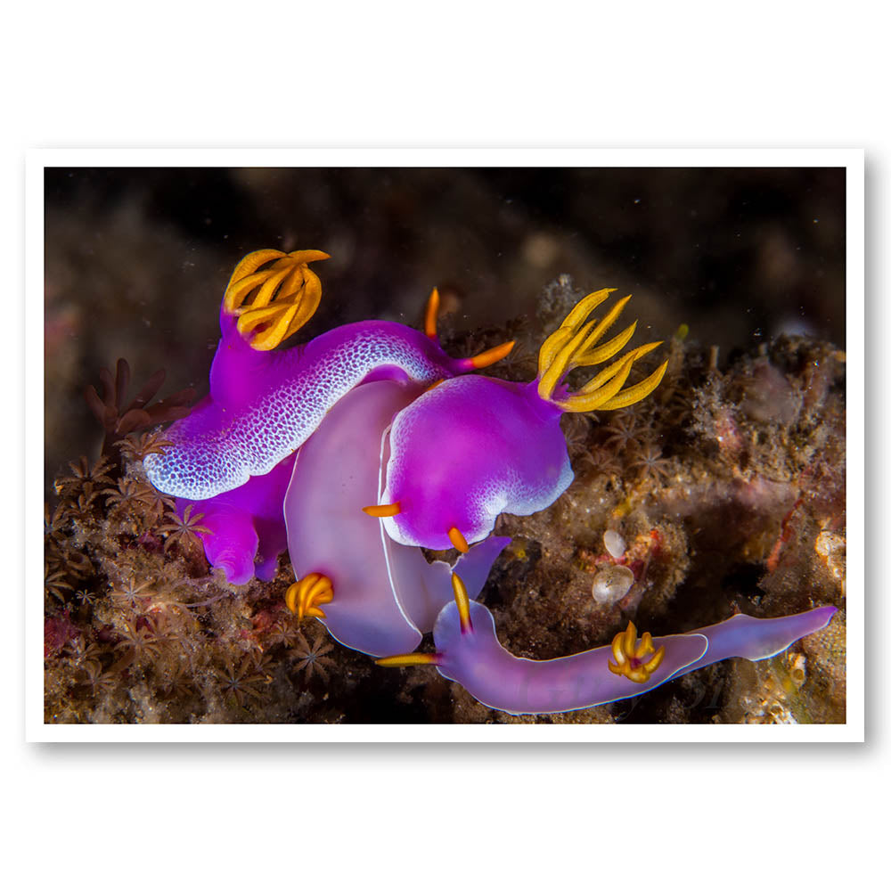 Neon Sea Slugs