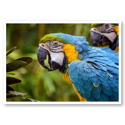 King Parrot Portrait