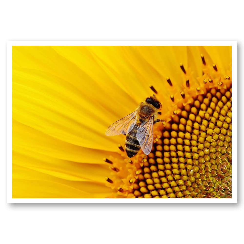 Sunflower Bee Life