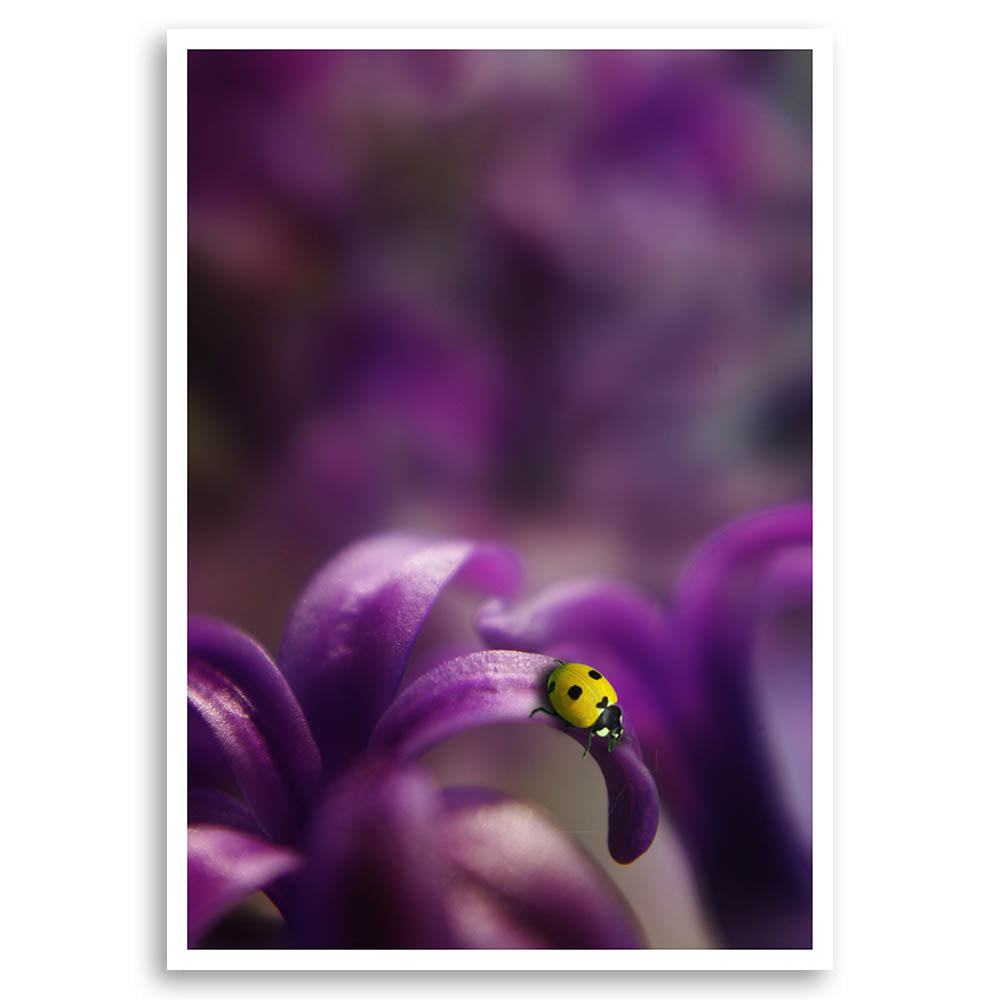 Ladybird in Purple