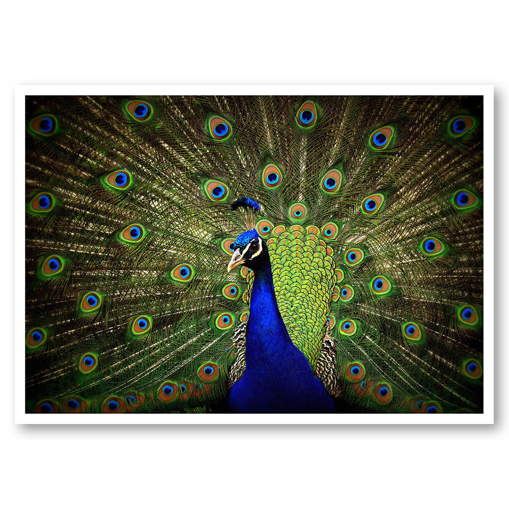 Colourful Peacock
