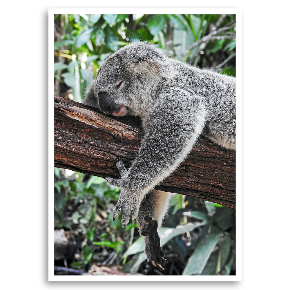Lazing Koala