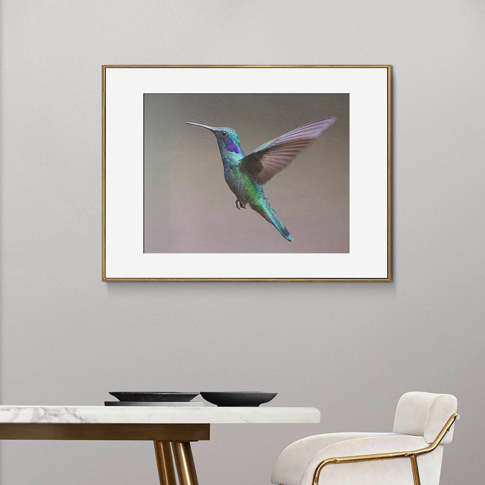 Fluttering Hummingbird