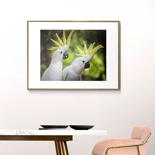 Chatty Cockatoos