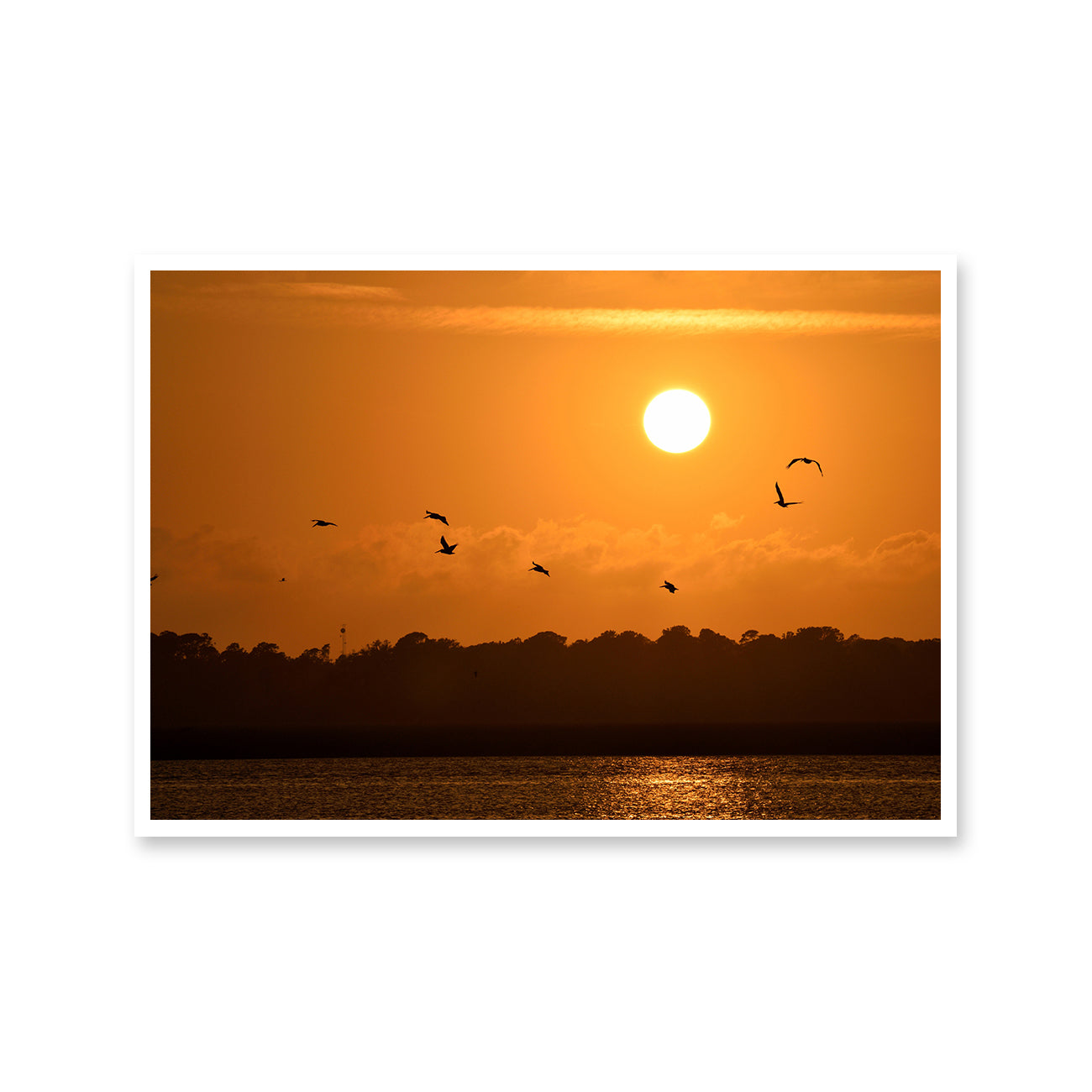 Seagull Sunset