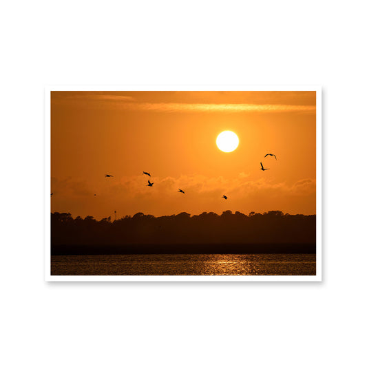 Seagull Sunset